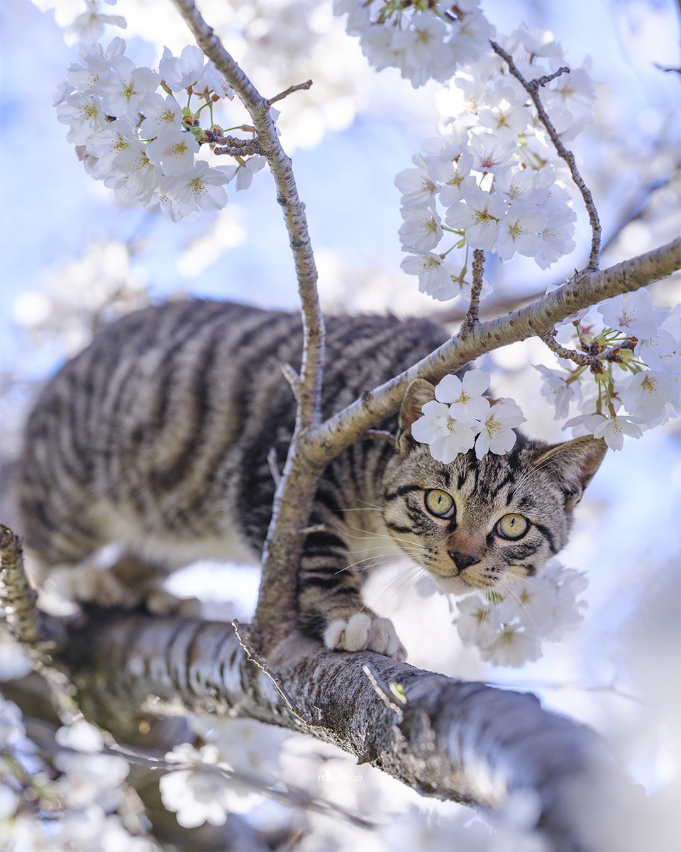 neko_m_echigo's tweet photo. ようやく晴れてお花見です https://t.co/04smPKAeIa