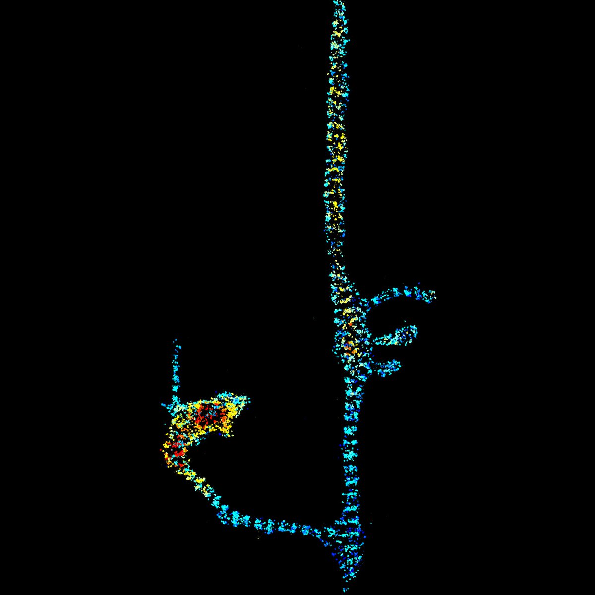 Abberior (@abberior) on Twitter photo Single-color 3D MINFLUX of periodic paralemmin-1 (Palm1) along the axon of a mature neuron. YFP-Palm1 was detected with a nanobody against YFP in combination with DNA-PAINT.
Image courtesy: <a href="/VictorMacarron/">Victor Macarron</a>, MPI for Medical Research, Heidelberg, Germany
More in the paper with Single-color 3D MINFLUX of periodic paralemmin-1 (Palm1) along the axon of a mature neuron. YFP-Palm1 was detected with a nanobody against YFP in combination with DNA-PAINT.
Image courtesy: <a href="/VictorMacarron/">Victor Macarron</a>, MPI for Medical Research, Heidelberg, Germany
More in the paper with
