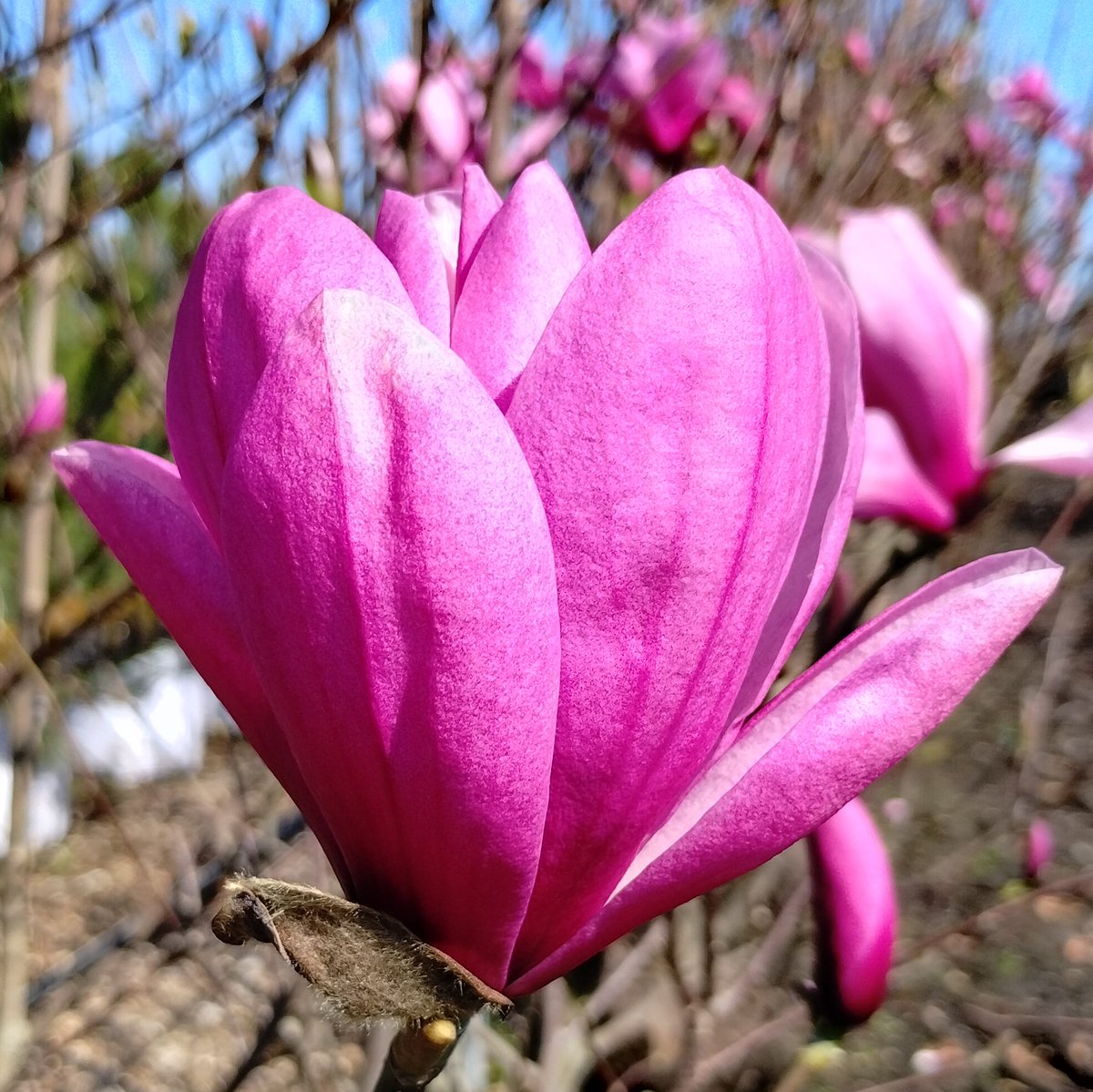 The pink flowers of Magnolia Galaxy open later than other varieties to avoid any late frosts. Available now as multi stemmed shrubs 2.5-3metres tall.
.
#Magnolia #galaxy #flowers #springcolour #multistem #shrub #floweringtrees #jajones125 #gtrs125 #southport