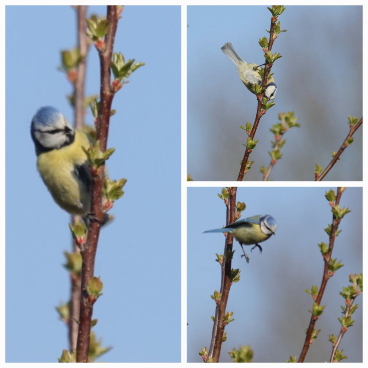 WNapBaukema's tweet photo. #Pimpelmees in de tuin zongt het hoogste lied, op zoek naar rupsen/insecten. #eigentuin #lente #lentekriebels https://t.co/fgeTZ3RlZf