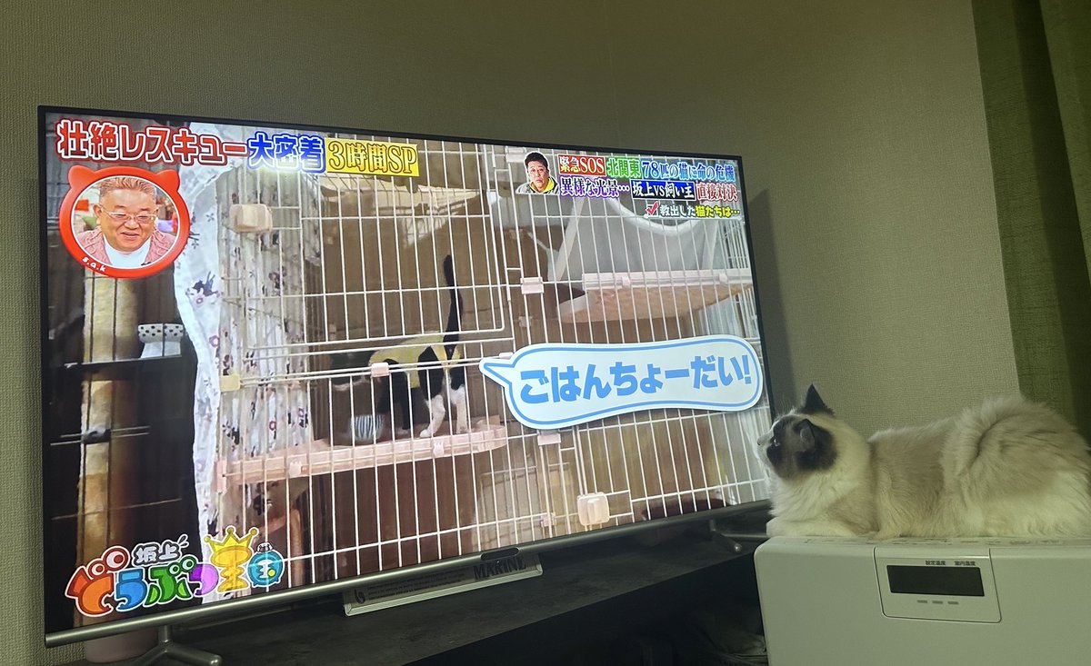 助けてあげてニャー🐈