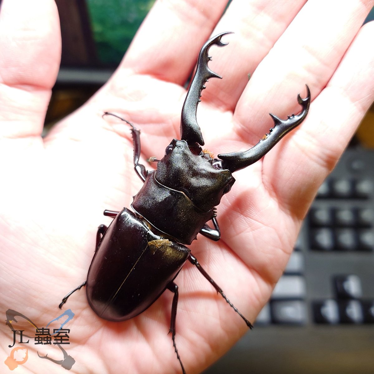 JL Beetle (@jlbeetle) / Posts / X