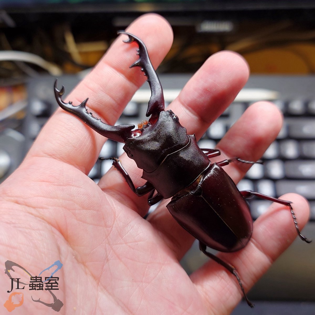 JL Beetle (@jlbeetle) / Posts / X