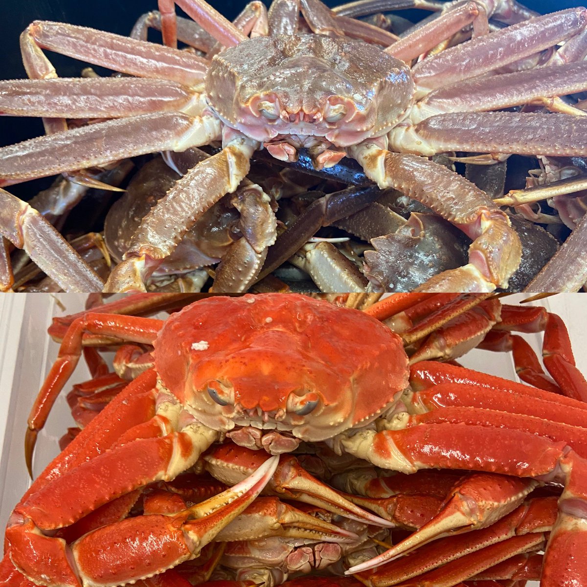 MRSeafoods's tweet image. The moment we have all been waiting for! Snow crab season starts this weekend! We will have whole Cooked &amp;amp; Live Snow crab available Monday (weather depending). Price is yet to be determined. #peisnowcrab #snowcrab #pei