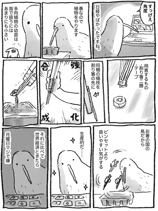 多肉植物を植え付けるキーウィ 
