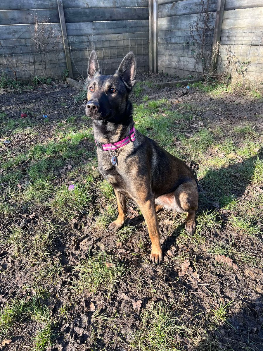 Holly is 16mths old and she is a friendly girl whose confidence has grown with the help of the #Essex kennels, Holly an live with older kids and needs careful intros to other #dogs 
#GermanShepherd 
gsrelite.co.uk/holly-10/