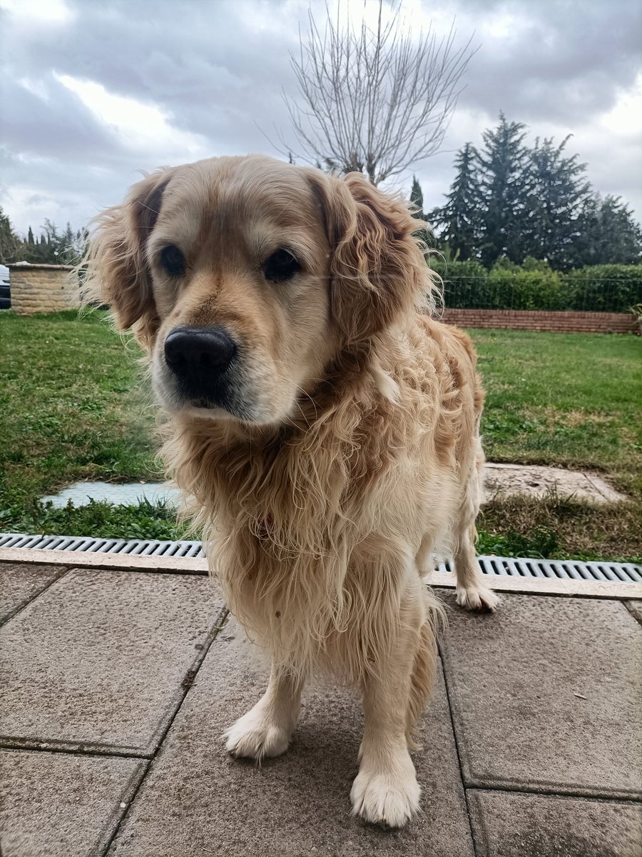 Non c'è più Oliver. Il mio cuore è a pezzi 
Sei stato la mia salvezza, grazie ❤️