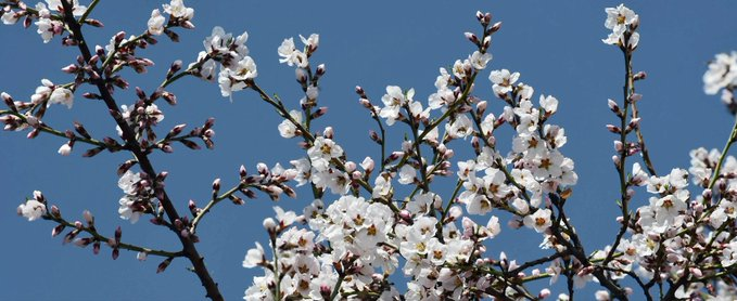 Badamwari comes alive today with the Almond Bloom Festival — a celebration of Kashmir’s breathtaking almond blossoms, culture, and community. Don’t miss the magic! ✨🌸
#pechinoexpress #TrumpTariffs #AdaniPGTIGolf 

<a href="/jindadlKashmir/">Zindadilkashmir</a> 
<a href="/Saqib_Majeed/">Saqib Majeed</a> 
<a href="/azeema_1/">Azeema</a>