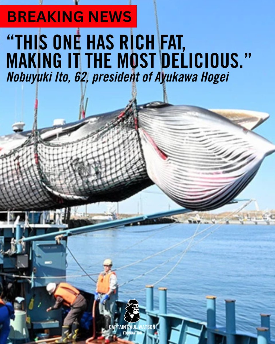 🚨 Japan’s Minke Whaling Season Begins — First Whale Killed

On April 1st, a female minke whale measuring 8.1 meters and weighing 5.2 tons was harpooned 15km off the coast of Nemuro, Hokkaido. She was dragged ashore, transported to Kushiro, and will soon be cut up and sold in
