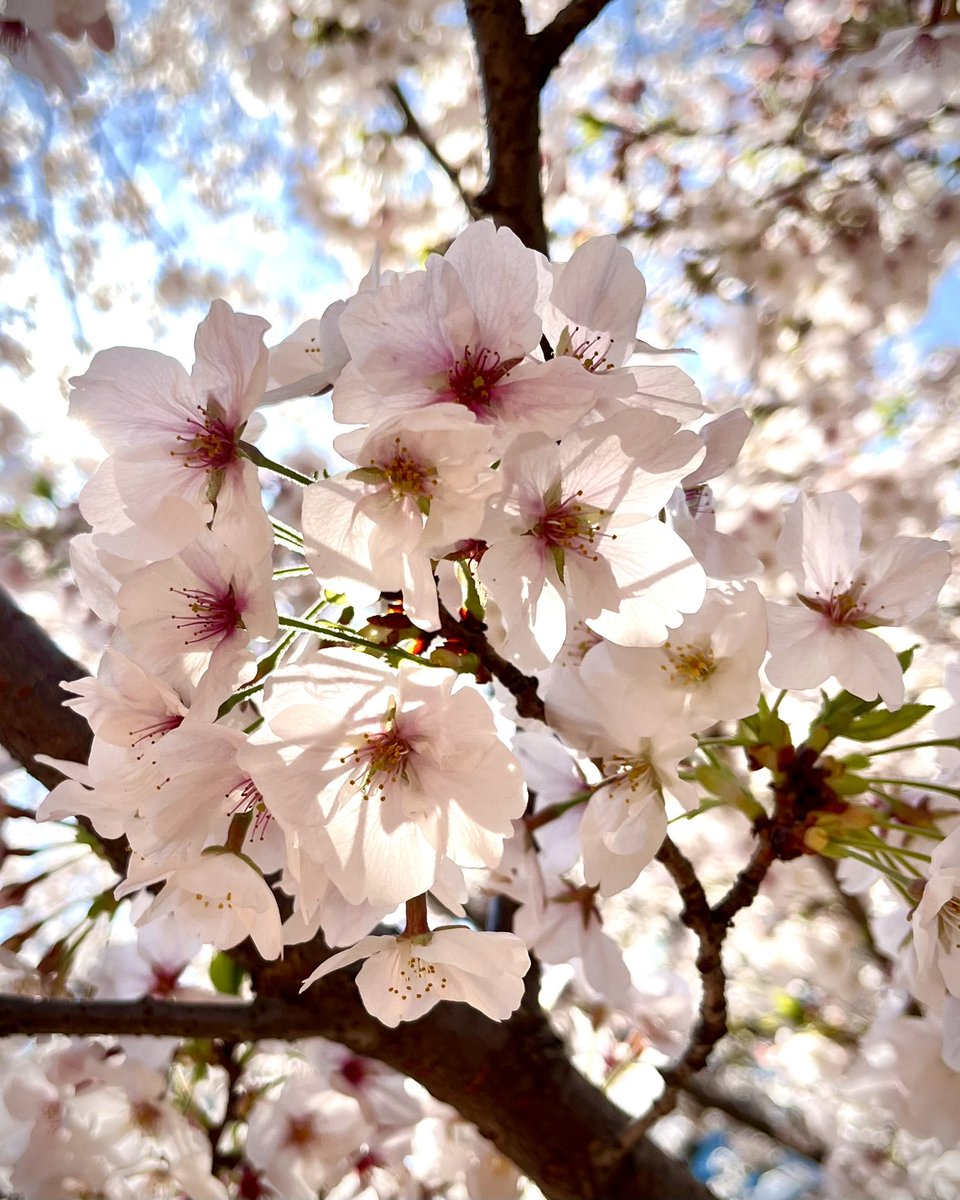 満開をちょい過ぎたかも🌸
#日比谷公園