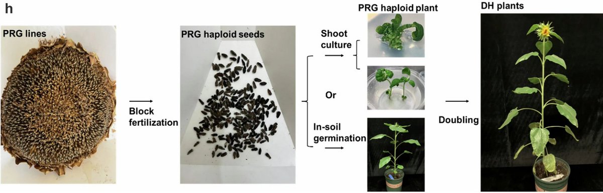 ThomasWidiez's tweet image. Having babies without DNA from Daddy?! 😵

🌻Yep, possible in sunflowers 🌻

Tim Kelliher&apos;s team describes a sunflower parthenogenic doubled haploid (DH) process
@Nature 

▶️Haploid facultative parthenogenesis in sunflower sexual reproduction

📖 nature.com/articles/s4158…