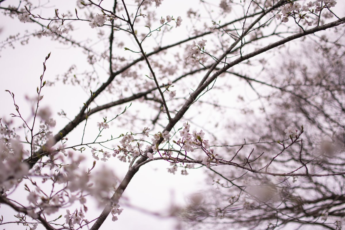 Roux_0707's tweet photo. 🌸📸 https://t.co/7DxefReWA1