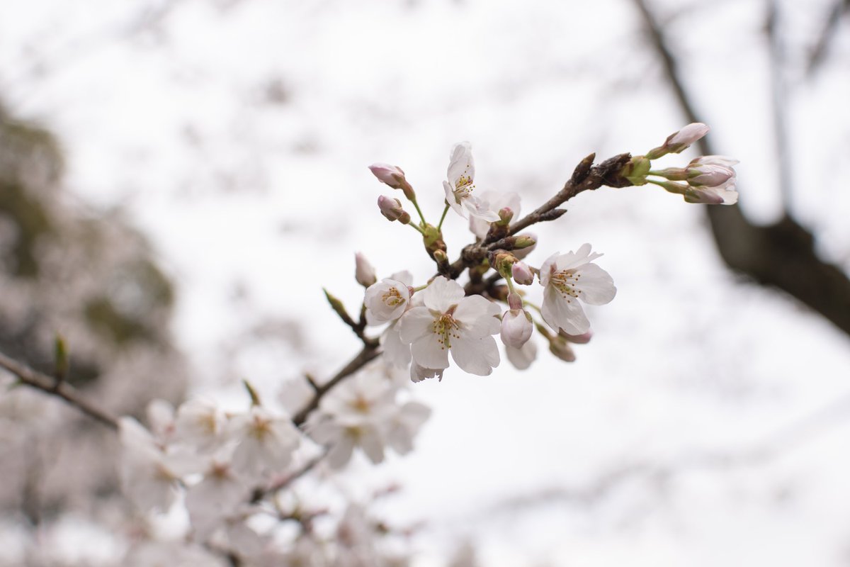 Roux_0707's tweet photo. 🌸📸 https://t.co/7DxefReWA1