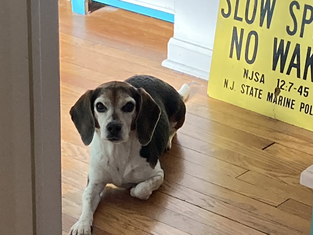 DailyLolaBeagle's tweet photo. @beaglefacts Lola's expression of displeasure is usually a wrist tuck, accompanied by an annoyed glare. https://t.co/Nw10QoYFFz