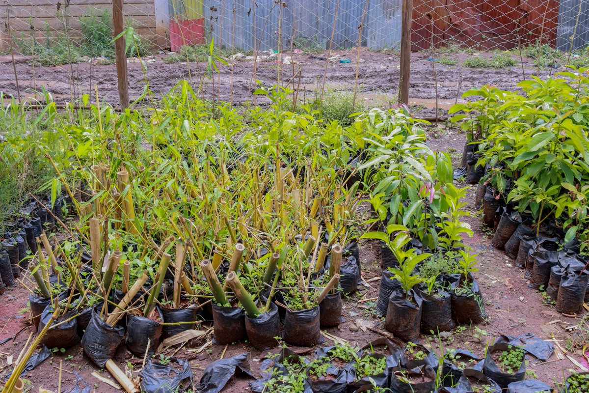 Then came bamboo. A powerhouse plant. It holds soil together, heals wetlands, and can be turned into tissue, furniture, even food. They call it the wonder plant for a reason.
#SikilizaSautiYetu