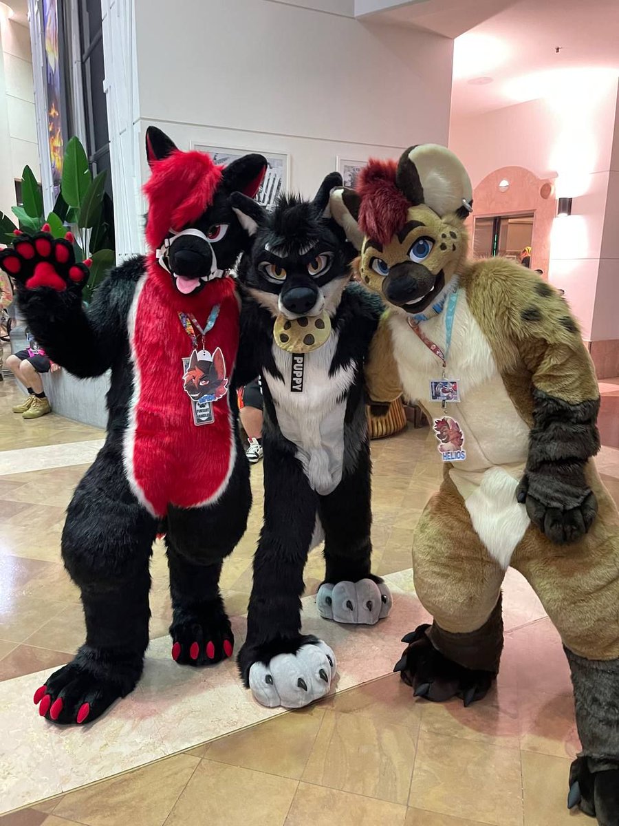 Woof
📷 @vir08087 <a href="/FurDUcon/">FurDU</a>