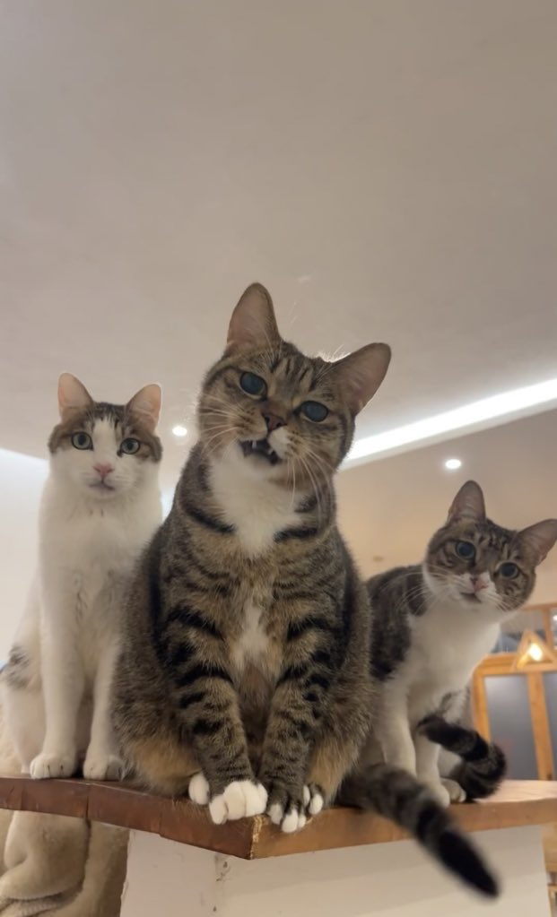 The happiness of cats and dogs (@_katelyn_john) on Twitter photo 