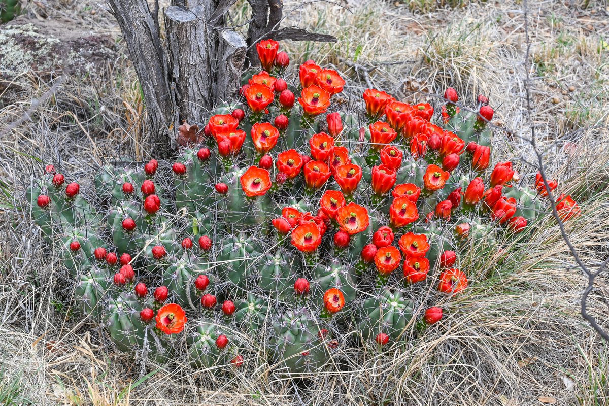 Frank Sengpiel 👨🏼🔬🧠🌵🦋🦉🦊🌺 (@cactusfranks) on Twitter photo Right at the top of my wish list for the trip to Texas was to see the Claret Cup cactus in bloom - mission accomplished! <a href="/CactusSucculent/">British Cactus and Succulent Society</a> #cacti Right at the top of my wish list for the trip to Texas was to see the Claret Cup cactus in bloom - mission accomplished! <a href="/CactusSucculent/">British Cactus and Succulent Society</a> #cacti