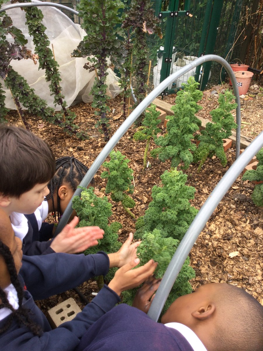 Year 2 had a fantastic day out
<a href="/GardenBrockwell/">BrockwellGreenhouses</a>. They enjoyed learning about the edible garden and tasting some plants!
