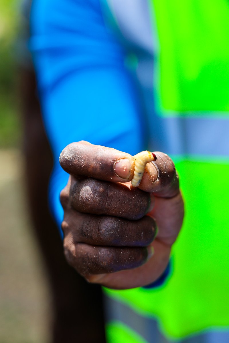 Farmers in Mt. Alexander, St. Patrick, gathered this week  for a hands-on session led by Agronomist Troy Augustine on managing Coconut Weevil &amp; Red Ring Diseases. The session covered Good Agricultural Practices (GAP), including Coconut Weevil traps &amp; field sanitation.