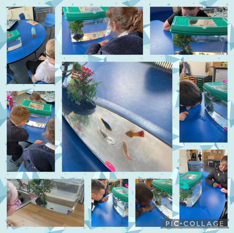 This week, #EastersideHNB  have enjoyed welcoming some fish to join their classroom.