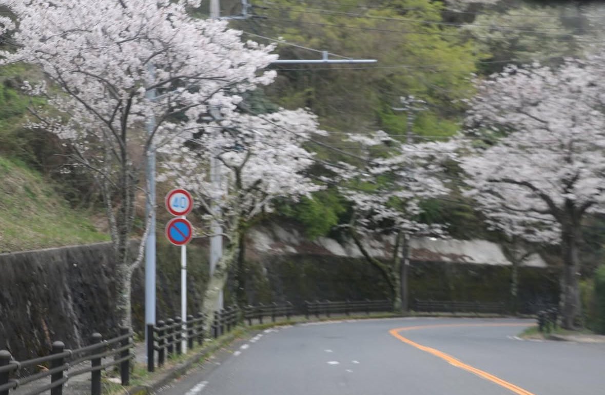 zushitabijp's tweet photo. 4月4日時点での市内の桜の開花状況をお知らせします。
披露山公園→満開
久木ハイランド →散り始め
台山緑地→散り始め
逗葉入口→満開
桜山中央公園→満開
池子の森自然公園→まだ（今週末あたりに咲きそう？）
田越川沿い→満開
蘆花記念公園→ ほぼ満開
#逗子旅 #zushiprip #桜の開花状況 https://t.co/LIF1gbPiE8