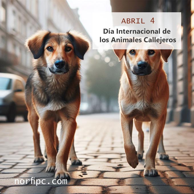 FrasesNorfiPC's tweet photo. Cada 4 de abril se celebra el Día Internacional de los Animales Callejeros, una celebración no oficial surgida a partir de un Trending Topic en una comunidad de Twitter amante de los animales, donde se discutía sobre la cantidad de animales que se abandonan a diario o viven en situación de calle y la necesidad de difundir y generar conciencia sobre este tema.
En esta fecha se aboga sobre la protección, el cuidado y la adopción de los animales callejeros, tanto perros, como gatos y otros animales abandonados injustamente a su suerte.