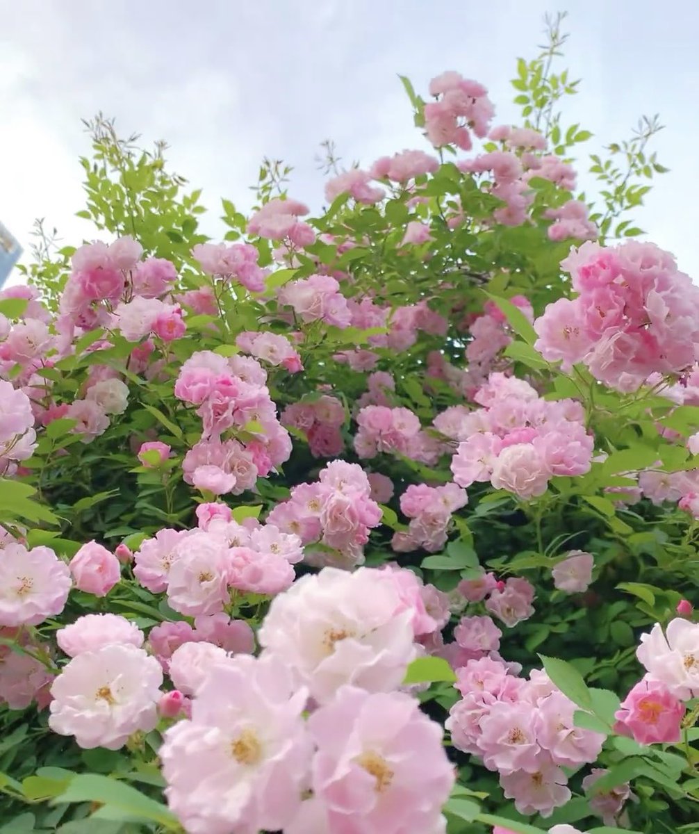 一只幸运猫🐱 (@hanmiemiel15604) on Twitter photo 