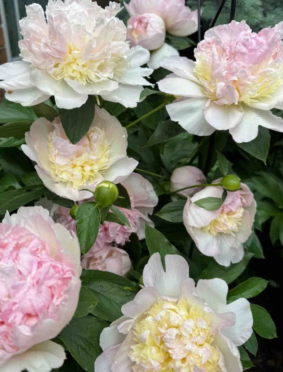 一只幸运猫🐱 (@hanmiemiel15604) on Twitter photo 