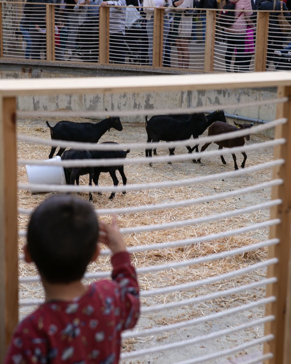LactiumVic's tweet image. Lactium és molt més que formatge. 🧀 És persones, territori, paisatge i bestiar. Cada formatge explica una història i porta amb ell l’essència de qui el fa possible✨ #Lactium2025

#lactium2025 #lactium #vic #victurisme #osonaturisme #formatgesartesans
