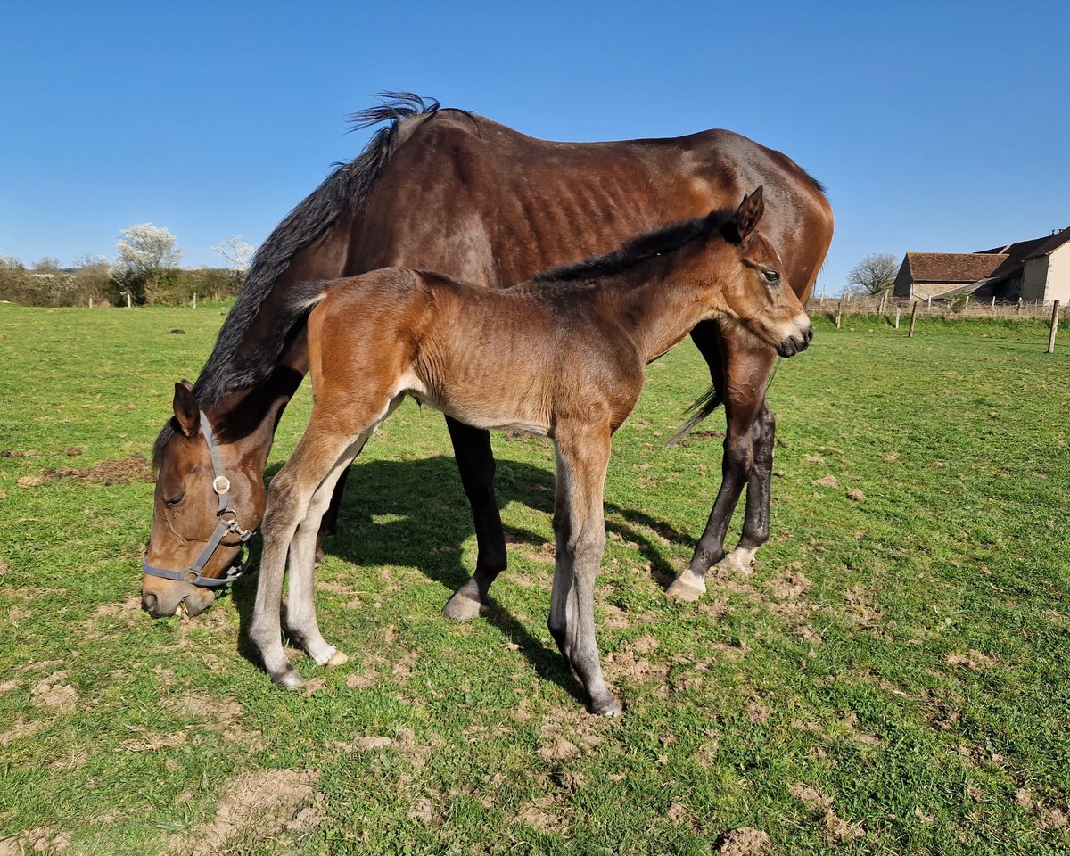 À foal filly by the hottest young sire in France, Goliath Du Berlais
From many Black Type familly (Benefique, Bebe star, Bebe d'or)
