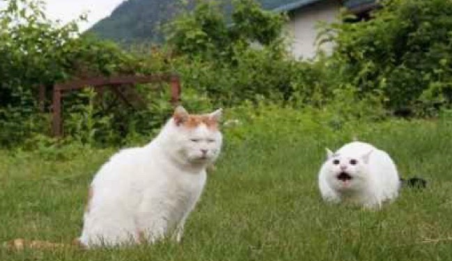 Punch Cat (@punchingcat) on Twitter photo 