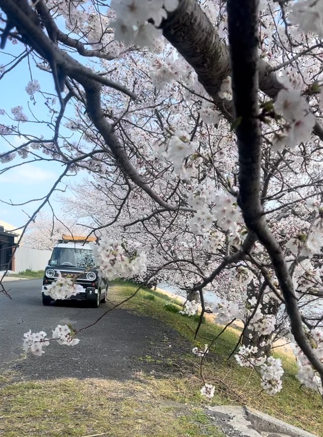 My buddy is also a handsome Ghibli style

 I have not updated x,
 We are now enjoying the pleasant spring season with cherry blossoms in Kyushu in 2025 ☘️🌸💛

 Where shall we go for our cherry blossom trip Day7?

youtube.com/shorts/0p1gZ32…

#HapiTrip
