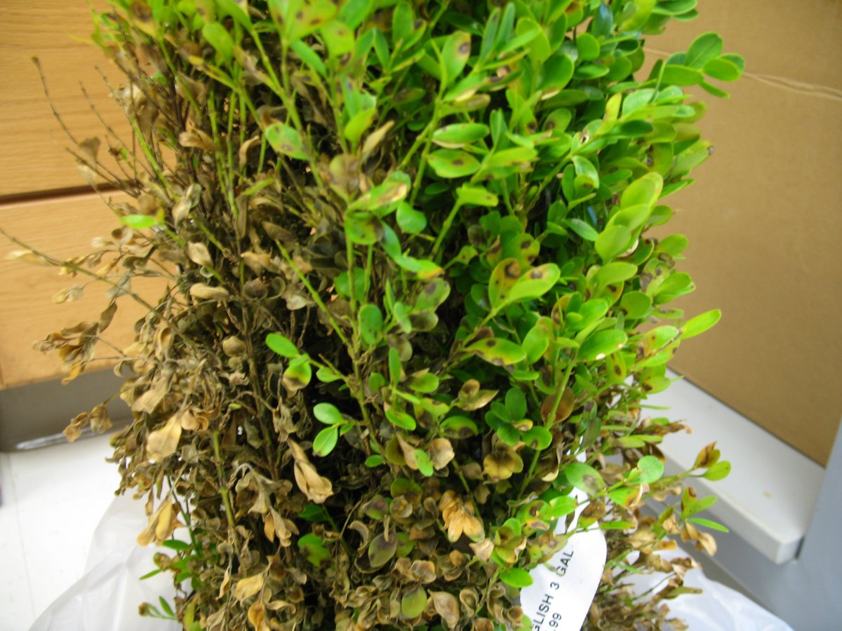 April is Invasive Plant Pest and Disease Awareness Month. Spring is the time for a good clean start in the landscape and garden. Image, boxwood blight, N Gregory, 2014.