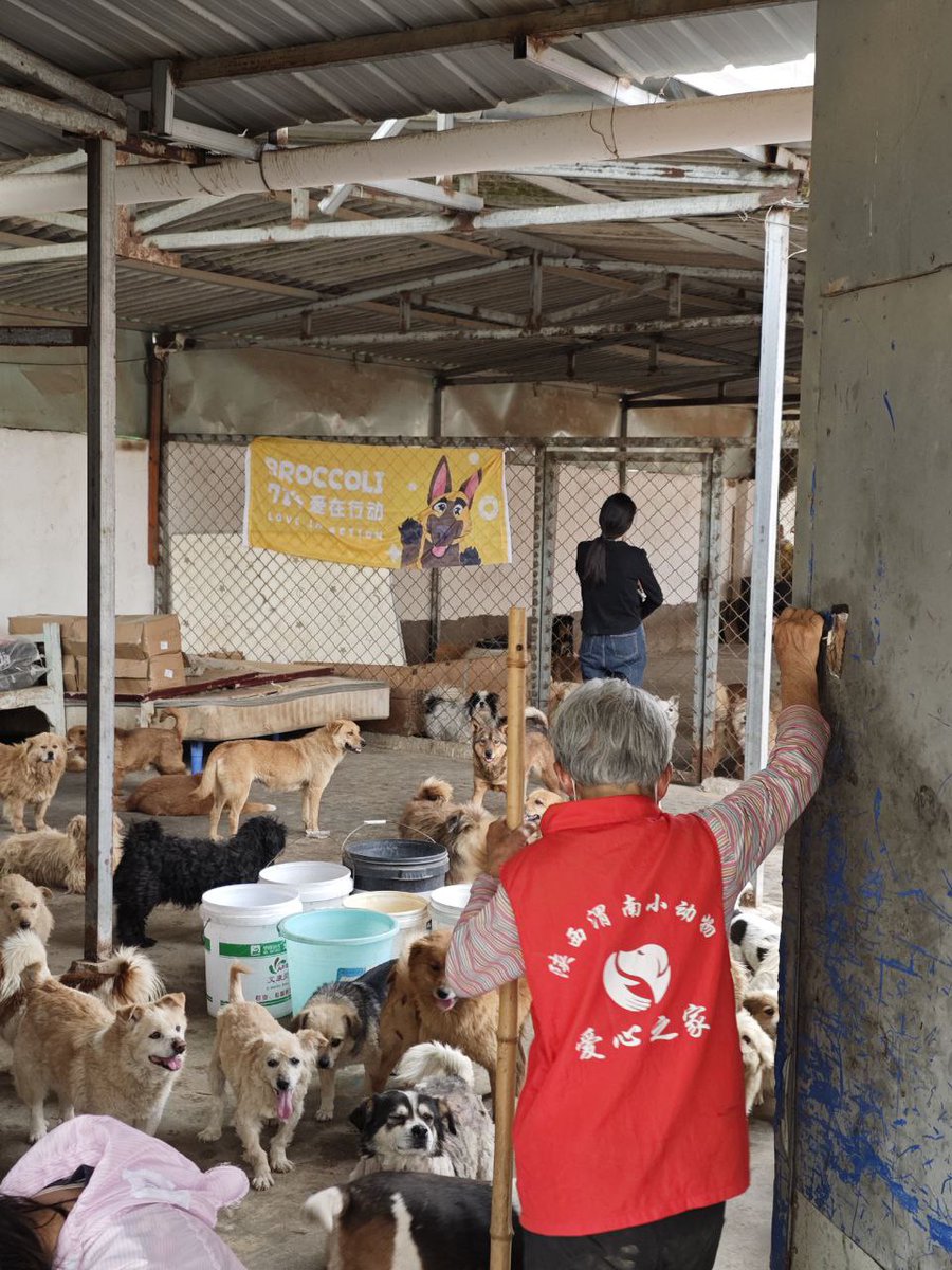 Broccoli_NGO's tweet image. Providing a Full Meal for 400 Dogs on a Mountain in Weinan, Shaanxi 🐶🥣

Dear Broccoli Community Members,  

On the western outskirts of Weinan, Shaanxi, nestled halfway up a mountain, lies a small, nearly forgotten shelter. No humans reside there—only over 400 stray dogs, many…