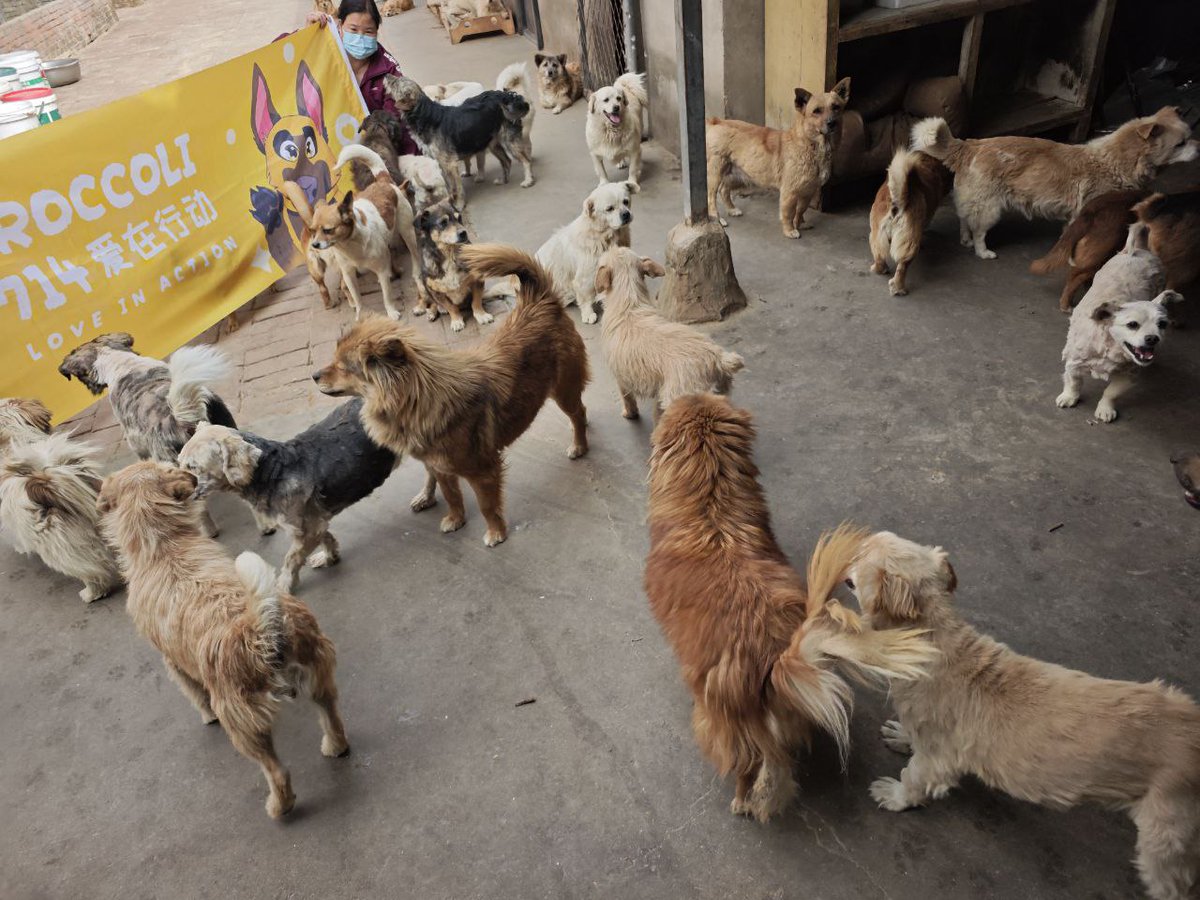 Broccoli_NGO's tweet image. Providing a Full Meal for 400 Dogs on a Mountain in Weinan, Shaanxi 🐶🥣

Dear Broccoli Community Members,  

On the western outskirts of Weinan, Shaanxi, nestled halfway up a mountain, lies a small, nearly forgotten shelter. No humans reside there—only over 400 stray dogs, many…