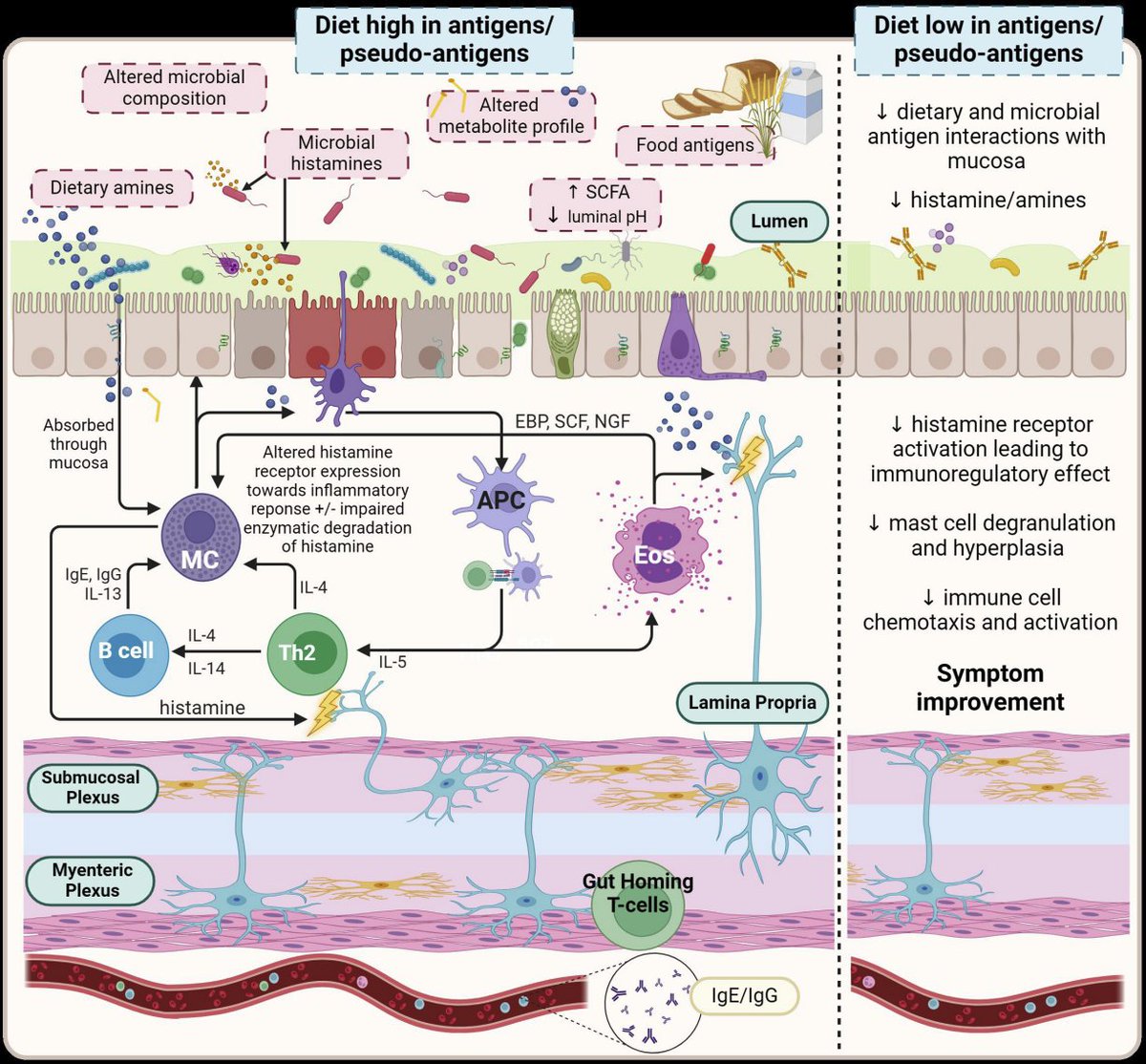 Rajan___Singh's tweet image. 🚨#IBSAwarenessMonth2025‼️
📢Utmost importance the food we eat &amp;amp; the #GutMicrobiota🦠we have‼️#FODMAP  diet #FoodAntigen #FoodReactions🔥
✅Most Recent Advances ▶️Postprandial symptoms in #Disorders of #GutBrain interaction &amp;amp; their potential as a #treatment target @Gut_BMJ 🆕🔥…