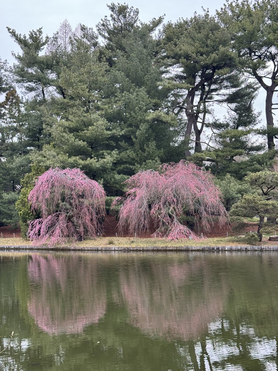Finally. #spring #brooklyn @brooklynbotanic