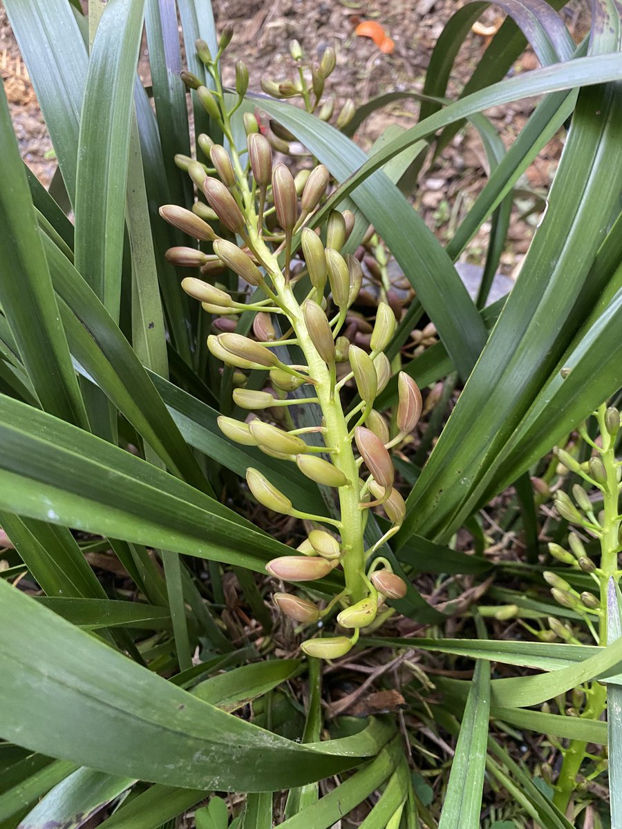 Johnson68727870's tweet photo. Spring blossom 

#blossom #bamboo
#mingfenglighting https://t.co/0S4QUfu7NL
