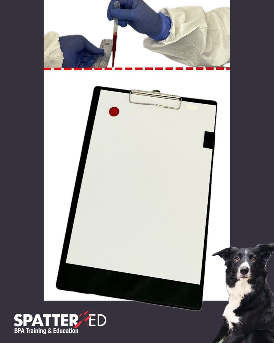 spatter_ed's tweet image. Test your BPA skills with Bracken, our BPA Dog 🐾

In training, students dispense drops of blood from a pipette onto various surfaces from different heights, and inspect the resulting stains.

#BPA #bloodstain #bloodstainpatternanalysis