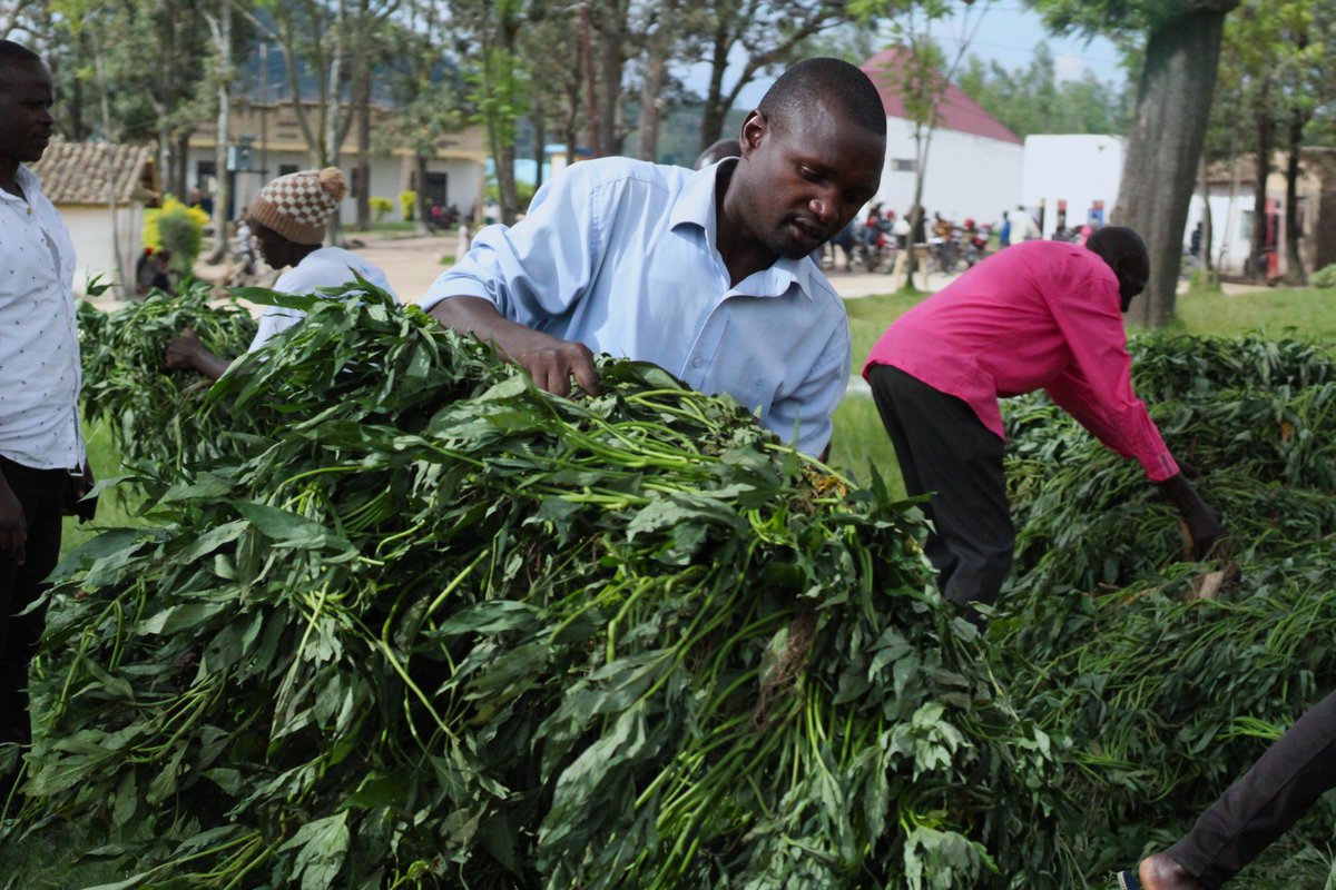 This week, #AVSIRwanda distributed Sweet Orange Potato vines as part of the #Kungahara project. In just 3 months, the nutritious roots will be ready to harvest: a step forward for #FoodSecurity and #Resilience in local communities. 🌱🍠 #FoodSecurity #AVSI #PeopleForDevelopment