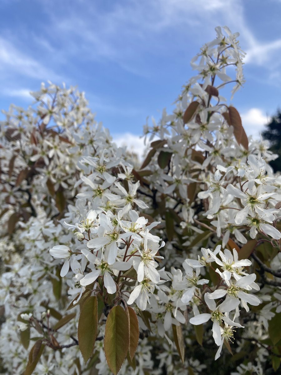 LaikaMuttnik's tweet photo. A spring day afternoon when the little flowers modestly blooming by the roadside cheer me up with their resilience and beauty🌼🌿
道端で控えめに咲く小さな花たちのたくましさと美しさに励まされる春の日の午後。
#spring #springflowers #春 #春の花 https://t.co/uvfbrVGfU8