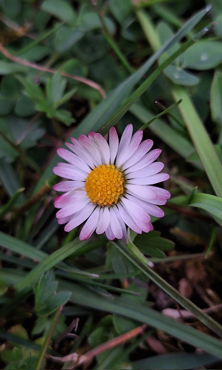 🌿🌼🤍🩷🌿

#FlowersOnFriday 
#FlowersOnX