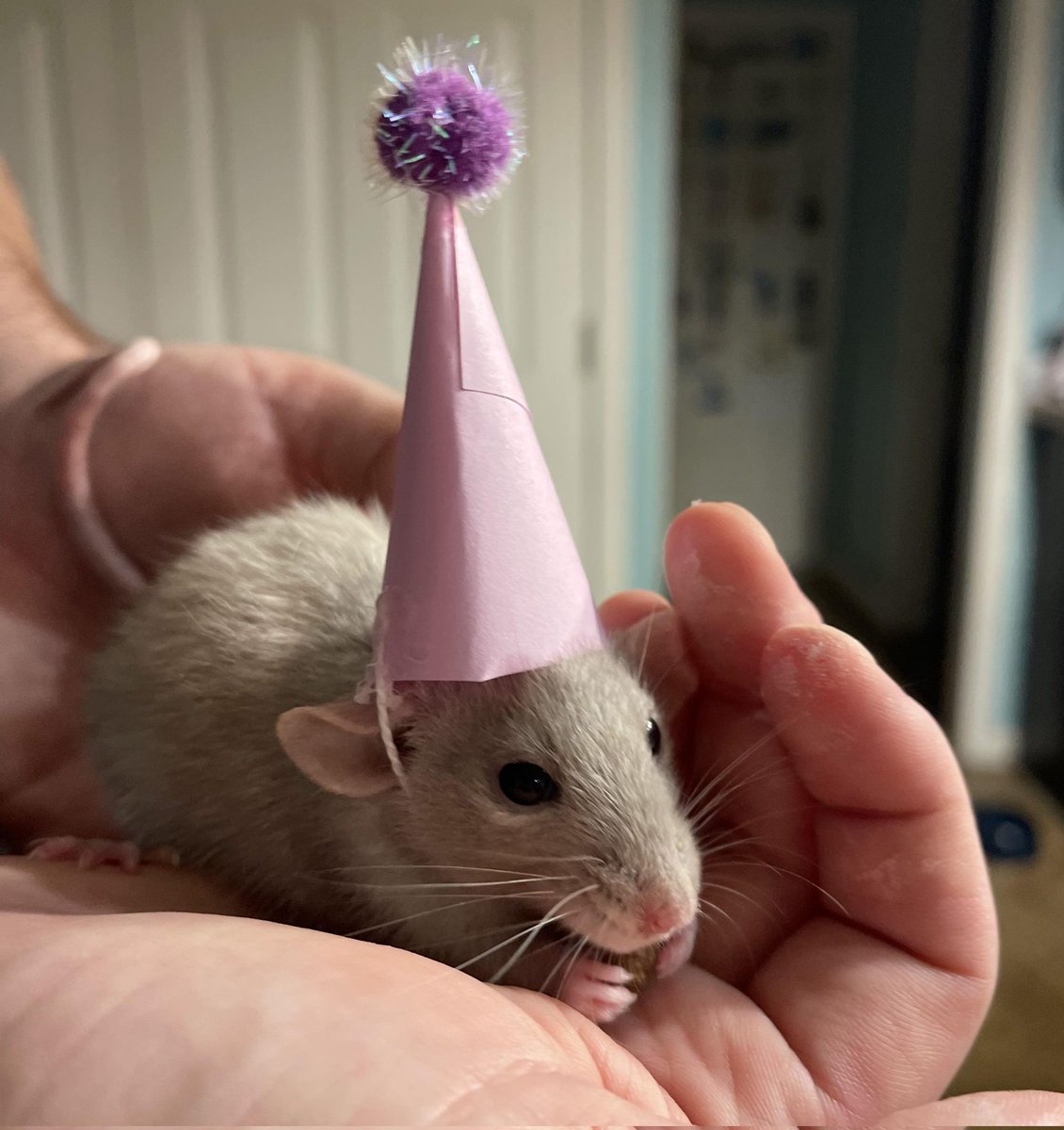RATBYTEZ's tweet image. National holiday for me today

#WorldRatDay