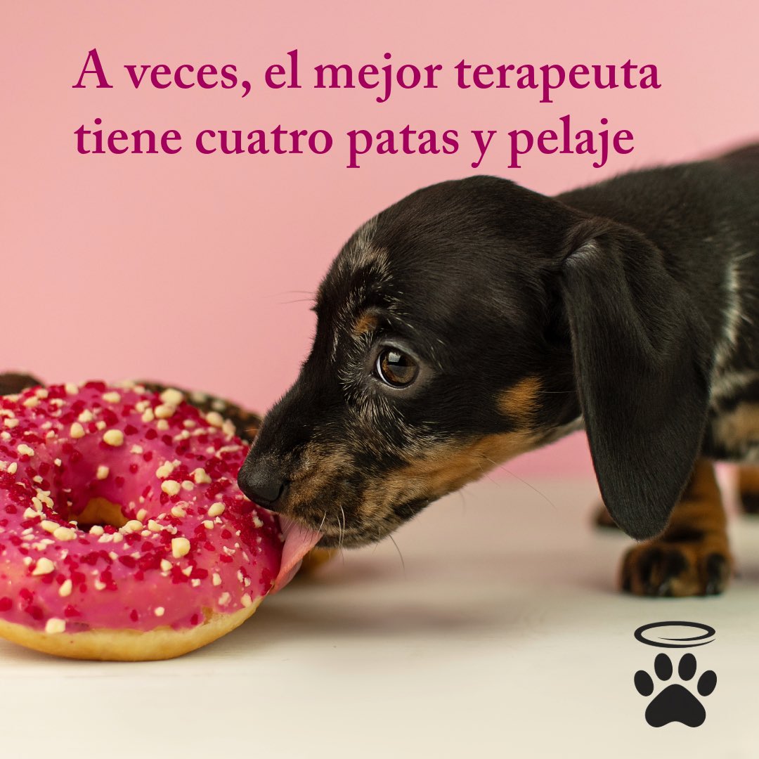 trascender2024's tweet image. #Trascender #Urnas #Mascotas #Veterinarios #Despedida