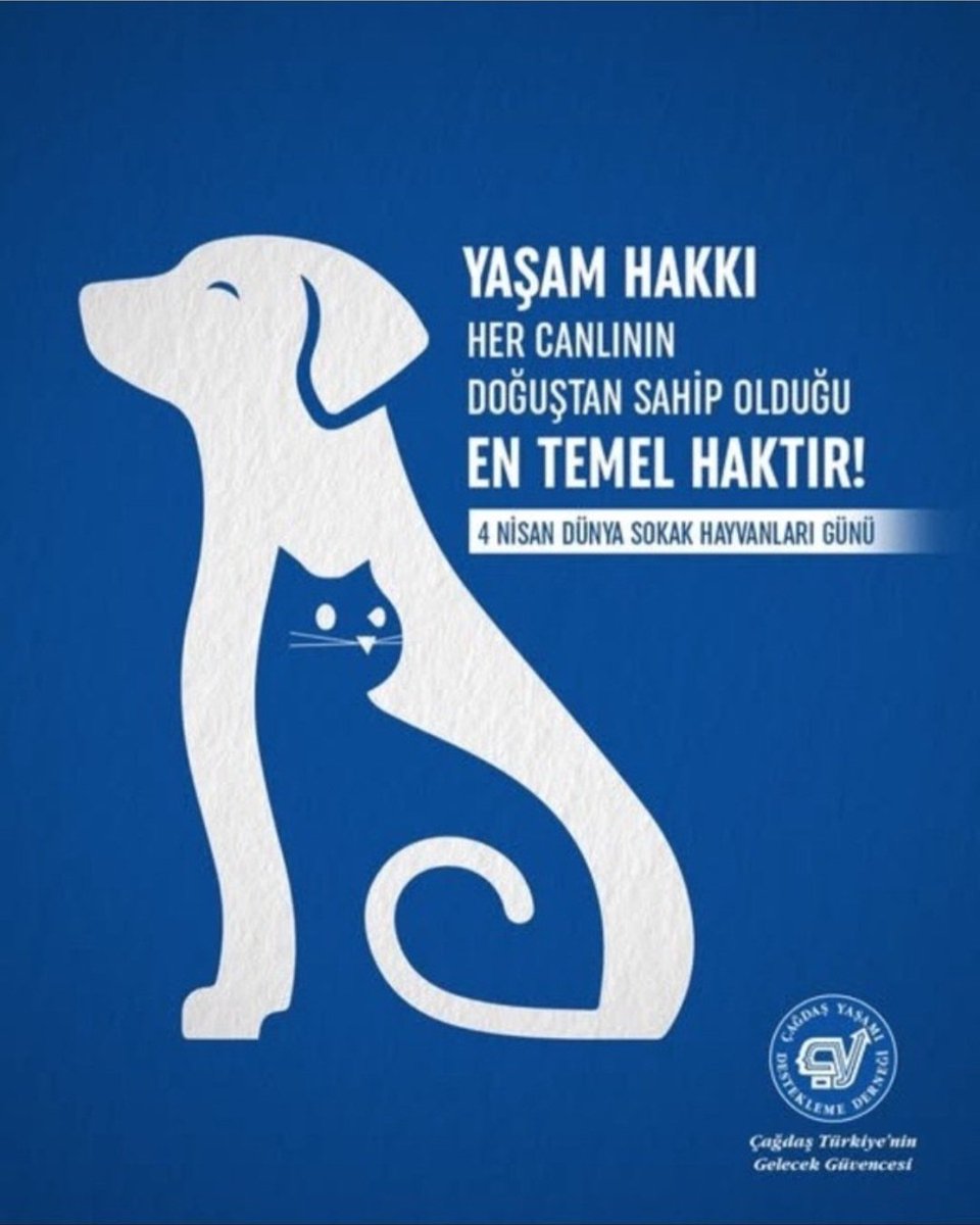 Melis Sökmen (@melissokmen) on Twitter photo 