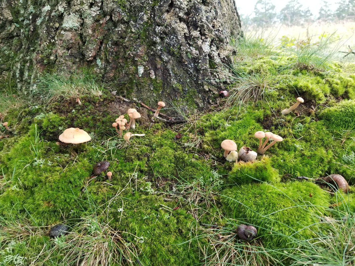 #FungiFriday #FriskyFairyRingFriday