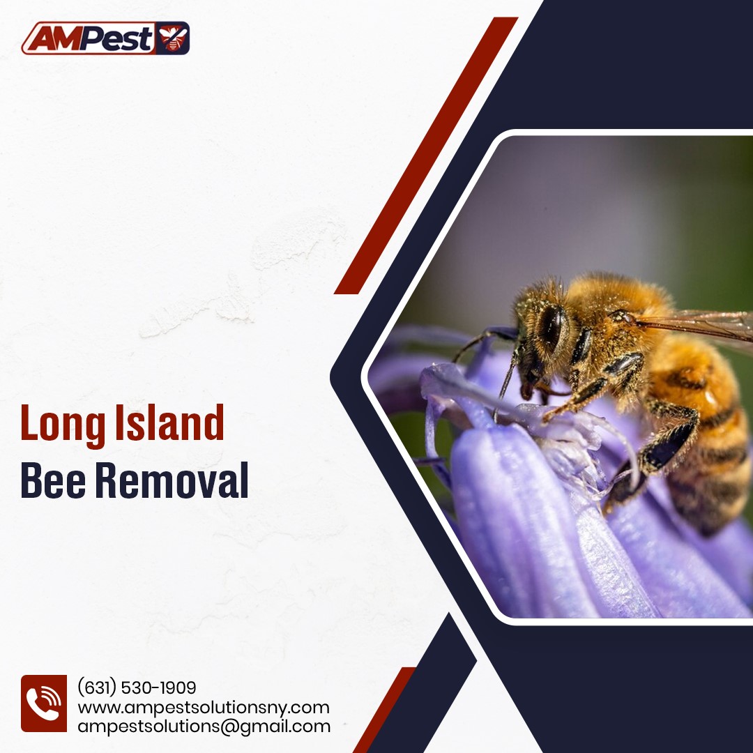 AMpestsolutions's tweet image. Bees are important, but not in your backyard! 🏡 AM Pest Solutions specializes in safe bee removal in Long Island. Call us to relocate them safely!

bit.ly/4j5aKZO 

#LongIslandBeeRemoval #SaveTheBees #PestFreeHome #AMPestSolutions