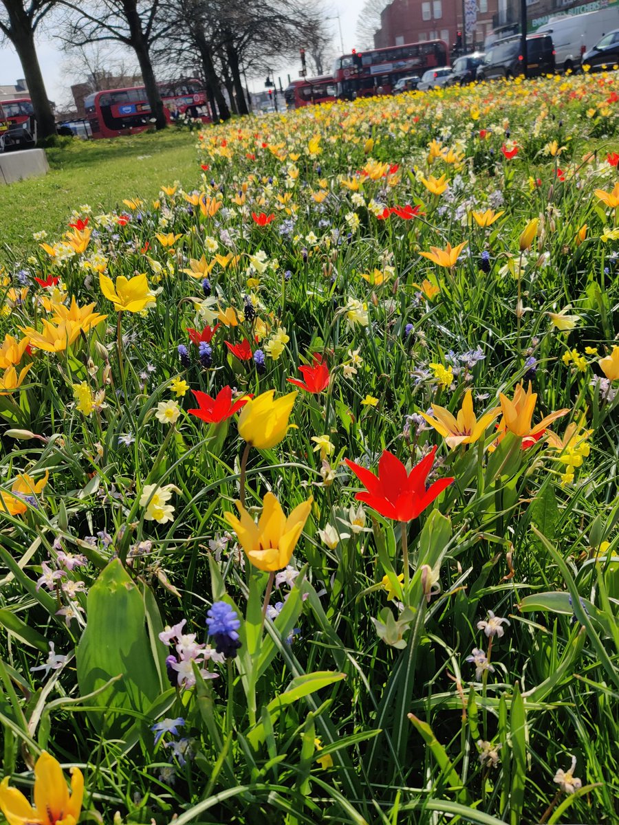 Have you been to #MitchamVillage lately? The floral displays are still looking glorious as new flowers replace early daffodils and crocus.