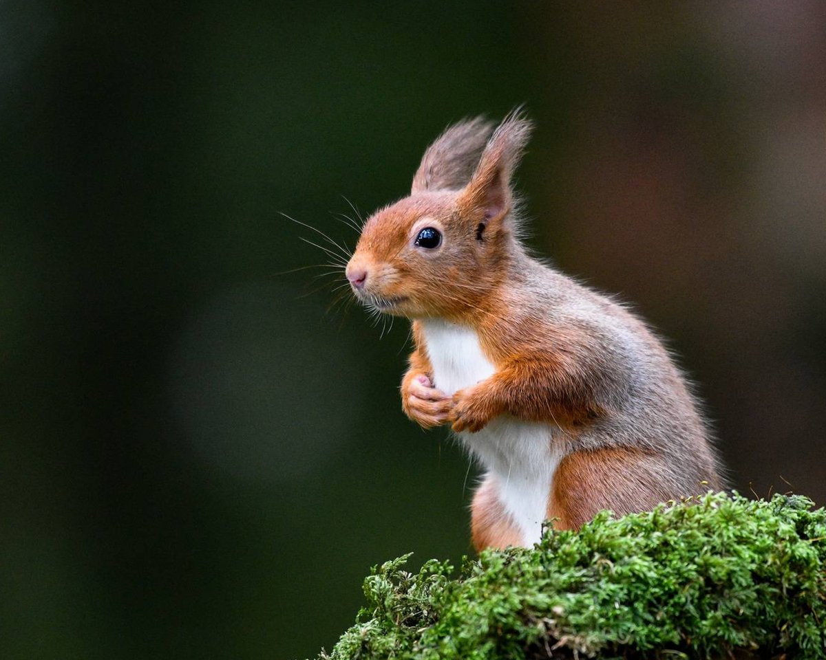 In our latest blog, we share our Top Tours in the South of Scotland! Our fantastic local tour guides will help you make the most of your holiday to the South of Scotland.👇
📌Go Wild Scotland, Selkirk, Scottish Borders
scotlandstartshere.com/blog/top-tours…
#Scotland